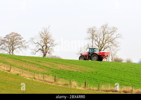 Hoddom, Schottland - 23. März 2020 : Massey Ferguson Traktor mit Streuer Dünger auf eine Frühjahrsfarm eine Weide ausstreuen Stockfoto