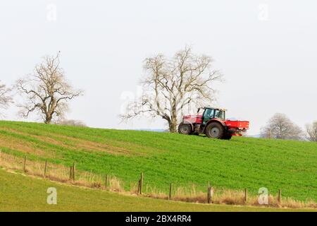 Hoddom, Schottland - 23. März 2020 : Massey Ferguson Traktor mit Streuer Dünger auf eine Frühjahrsfarm eine Weide ausstreuen Stockfoto