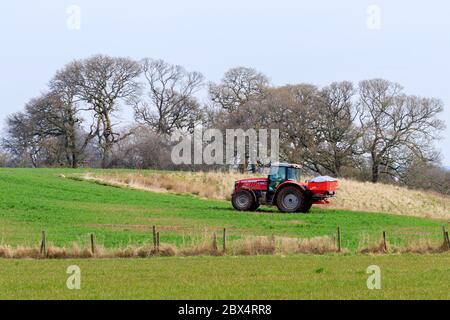 Hoddom, Schottland - 23. März 2020 : Massey Ferguson Traktor mit Streuer Dünger auf eine Frühjahrsfarm eine Weide ausstreuen Stockfoto