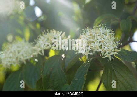Weiße Blüten der Hundebaumpflanze, die im Frühjahr in einer Kleinanlage in Nijmegen, Niederlande, blüht Stockfoto