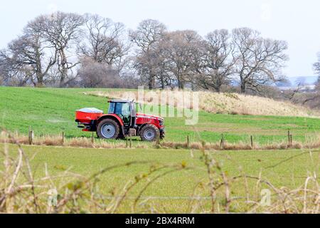 Hoddom, Schottland - 23. März 2020 : Massey Ferguson Traktor mit Streuer Dünger auf eine Frühjahrsfarm eine Weide ausstreuen Stockfoto