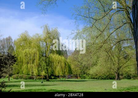 Hohe Bäume und grünes Gras unter blauem Himmel im Frühling im Pinner Memorial Park, Pinner, NW London, England. Stockfoto