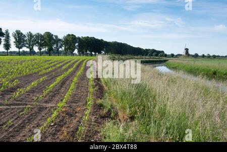 Maisfeld und alte Windmühle in der Nähe der kleinen Stadt bronkhorst in den niederlanden Stockfoto