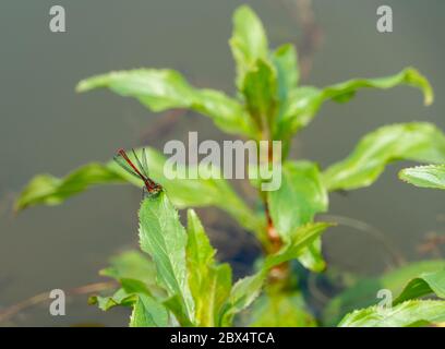 Nahaufnahme Makro-Aufnahme von kleinen roten britischen Damselfly in Teich Wasserpflanzen Einstellung Stockfoto