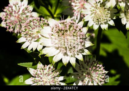 Außen Nahaufnahme einer rosa-weiß blühenden Astrantia 'Buckland' vor grüner Kulisse Stockfoto