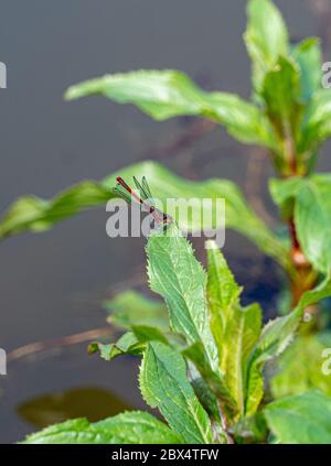 Nahaufnahme Makro-Aufnahme von kleinen roten britischen Damselfly in Teich Wasserpflanzen Einstellung Stockfoto