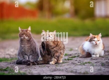 -drei verschiedene Katzen sitzen auf dem Weg im Garten an einem Frühlingstag sonnig und waschen Stockfoto