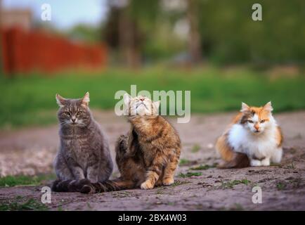 Drei verschiedene Katzen sitzen an einem Frühlingstag im Garten auf dem Weg Stockfoto