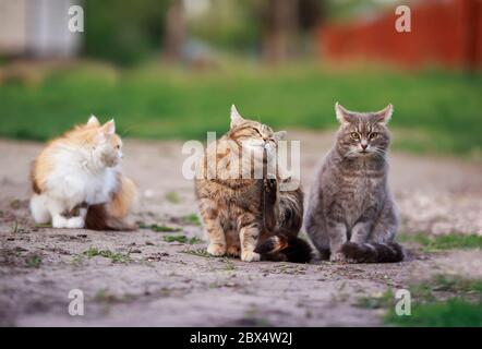 Drei verschiedene Katzen sitzen an einem Frühlingstag im Garten auf dem Weg Stockfoto