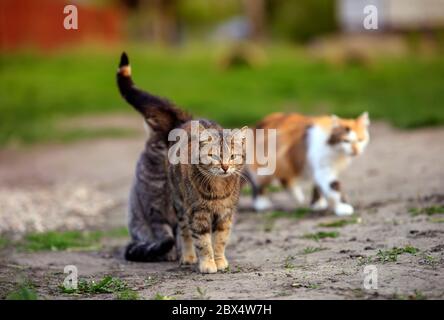 Drei verschiedene Katzen sitzen auf dem Weg im Garten an einem Frühlingstag sonnig und Wandern Stockfoto