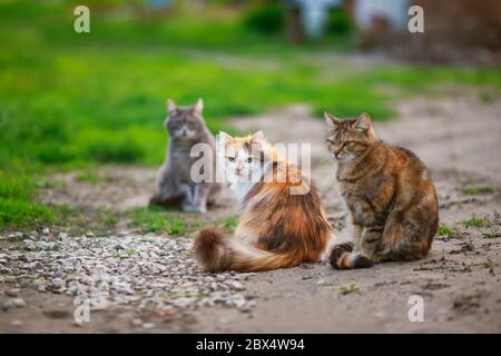 Drei verschiedene Katzen sitzen auf dem Weg im Garten an einem Frühlings-Sonnentag Stockfoto