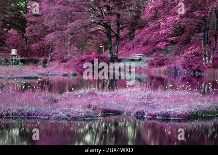 Magic Lake, Schattierungen von rosa und lila farbigen Landschaft mit schwimmenden Torfinsel, Bank am Ufer. Stimmungsvolle romantische Landschaft, schöne Natur Stockfoto