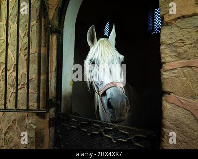 Ein weißes Vollblut-Arabian-Pferd in einem Stall, das neugierig aussieht Stockfoto