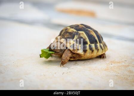 Schildkröte essen Salat Salat auf Stein gepflasterte Terrasse. Exotische Heimtiere füttern im Freien. Stockfoto