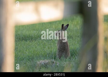 Braunhase, Watergate Road, Harrogate, North Yorkshire Stockfoto