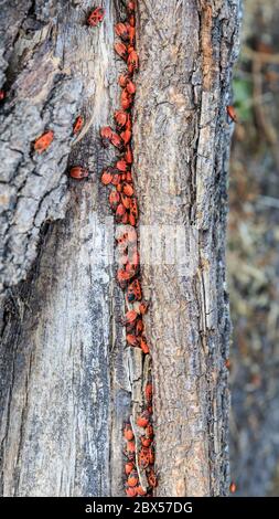 Große Gruppe von Feuerwanzen oder Rotwanzen (Pyrrhocoris apterus), auch Baumwollfärber genannt, auf Baumrinde, Deutschland, Europa Stockfoto