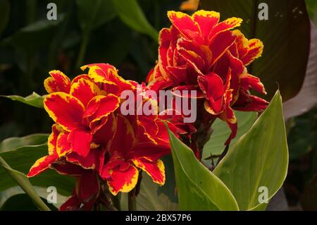 Sydney Australien, leuchtend rot und gelb blühende Stängel von Kannalilie Stockfoto