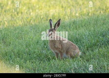 Leveret, Watergate Road, Harrogate, North Yorkshire Stockfoto