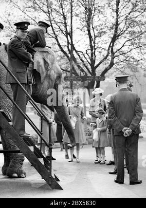 Elizabeth II. Und ihre Schwester Margaret Rose füttern im Zoo einen Elefanten, während ihre Eltern auf dem Weg nach Kanada sind. Stockfoto