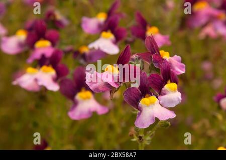 Sydney Australien, lila und gelbe linaria Blumen, die wie Mini snapdragon Blumen aussehen Stockfoto