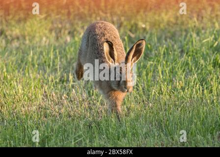 Leveret, Watergate Road, Harrogate, North Yorkshire Stockfoto