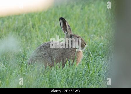 Leveret, Watergate Road, Harrogate, North Yorkshire Stockfoto