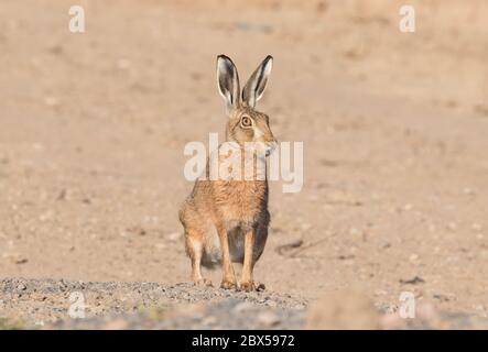 Braunhase, Watergate Road, Harrogate, North Yorkshire Stockfoto