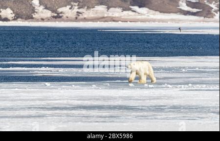 Der junge Eisbär Ursus maritimus, der auf dem schnellen Eis von Billefjord, Svalbard, spaziert. Stockfoto