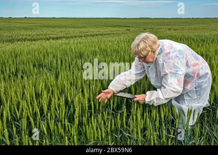 Eine Agrarwissenschaftlerin im Schutzanzug kontrolliert die Qualität des Weizens. Gleichzeitig verwendet es ein Tablet-Gerät für Daten aus ihm. Stockfoto