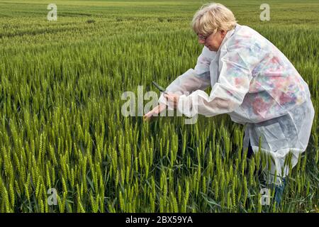 Eine Agrarwissenschaftlerin im Schutzanzug kontrolliert die Qualität des Weizens. Gleichzeitig verwendet es ein Tablet-Gerät für Daten aus ihm. Stockfoto