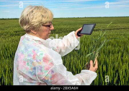 Eine Agrarwissenschaftlerin im Schutzanzug kontrolliert die Qualität des Weizens. Gleichzeitig verwendet es ein Tablet-Gerät für Daten aus ihm. Stockfoto