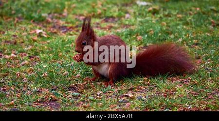 Eichhörnchen, wissenschaftlicher Sciurus vulgaris, auf einem Rasen sitzend und mit einer Eichel haltend. Stockfoto