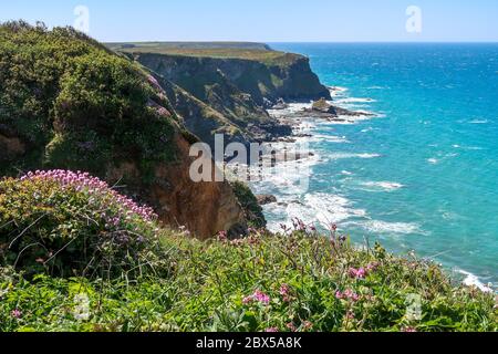 Küstenwanderweg Tehidy North Cliffs, Cornwall Stockfoto