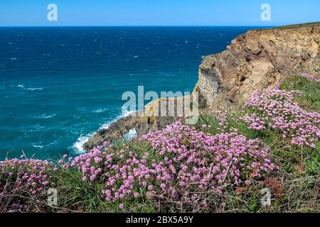 Sea Pinks blüht am Küstenpfad der Cornwall-Klippen von Tehidy North Cliffs Stockfoto