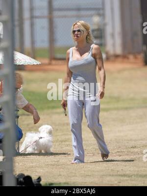 Pamela Anderson sitzt auf Gras und isst Burger in Malibu, CA Mai 2008 Stockfoto