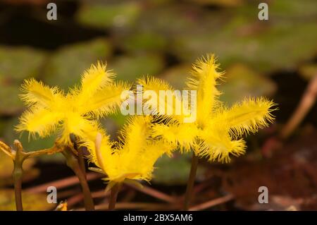 Wellenmarschwürzeblume im Gartenteich Stockfoto