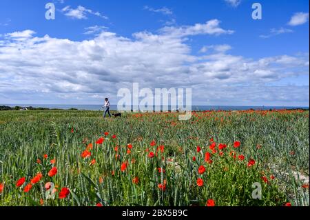 Brighton UK 5. Juni 2020 - EIN Wanderer genießt die blühenden Mohnblumen an einem sonnigen, aber stürmischen Tag auf den Sussex Downs in Portslade westlich von Brighton. Starke Winde und Regen werden für über das Wochenende in ganz Großbritannien nach dem letzten Zauber des heißen Wetters prognostiziert. Quelle: Simon Dack / Alamy Live News Stockfoto