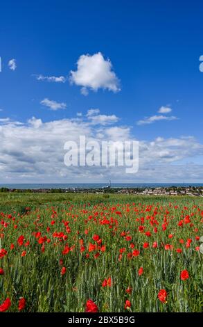 Brighton UK 5. Juni 2020 - Mohnblumen in Blüte an einem sonnigen, aber stürmischen Tag auf den Sussex Downs in Portslade westlich von Brighton. Starke Winde und Regen werden für über das Wochenende in ganz Großbritannien nach dem letzten Zauber des heißen Wetters prognostiziert. Quelle: Simon Dack / Alamy Live News Stockfoto