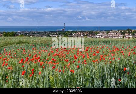 Brighton UK 5. Juni 2020 - Mohnblumen in Blüte an einem sonnigen, aber stürmischen Tag auf den Sussex Downs in Portslade mit Blick auf das Shoreham Power Station westlich von Brighton. Starke Winde und Regen werden für über das Wochenende in ganz Großbritannien nach dem letzten Zauber des heißen Wetters prognostiziert. Quelle: Simon Dack / Alamy Live News Stockfoto