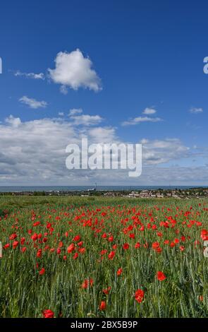 Brighton UK 5. Juni 2020 - Mohnblumen in Blüte an einem sonnigen, aber stürmischen Tag auf den Sussex Downs in Portslade westlich von Brighton. Starke Winde und Regen werden für über das Wochenende in ganz Großbritannien nach dem letzten Zauber des heißen Wetters prognostiziert. Quelle: Simon Dack / Alamy Live News Stockfoto