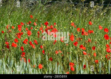 Brighton UK 5. Juni 2020 - Mohnblumen in Blüte an einem sonnigen, aber stürmischen Tag auf den Sussex Downs in Portslade westlich von Brighton. Starke Winde und Regen werden für über das Wochenende in ganz Großbritannien nach dem letzten Zauber des heißen Wetters prognostiziert. Quelle: Simon Dack / Alamy Live News Stockfoto