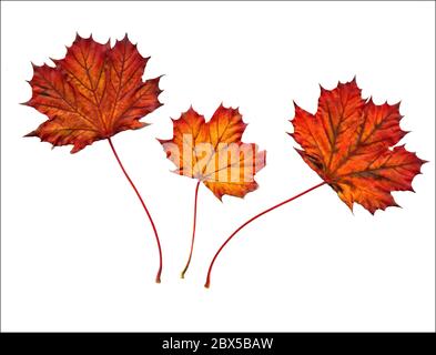 Golden Ahorn Blätter im Herbst. Ausschnitt, isoliert auf weiß Stockfoto