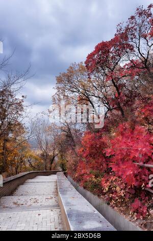 Leiter nach unten ohne Menschen. Rechts leuchtend herbstlich rot und andere Blätter. Stockfoto