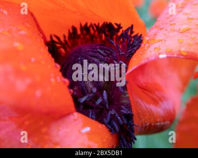 Makro Mohn Blume im Inneren mit Regentropfen darauf. Stock Foto. Stockfoto