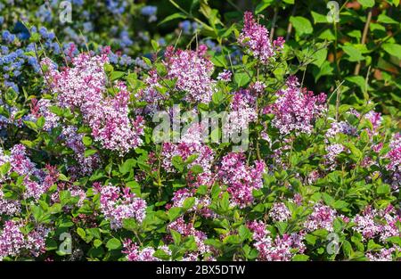Lila Flieder (Syringa vulgaris) im späten Frühjahr in Großbritannien. Stockfoto