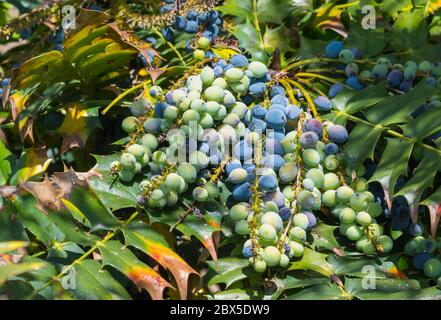 Mahonia bealei (Beale's Berberitze, Beal, lederfarn von mahonia Mahonia) im späten Frühjahr in Großbritannien. Stockfoto