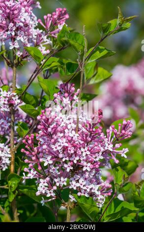 Lila Flieder (Syringa vulgaris) im späten Frühjahr in Großbritannien. Stockfoto