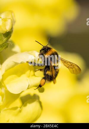 White Tailed Bumble Bee, Bombus lucorum, auf einer Blume in der britischen Landschaft thront, sonniger Tag, Sommer 2020 Stockfoto