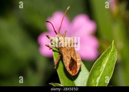 Dock Bug (Coreus marginatus) Sussex Garden, Großbritannien Stockfoto