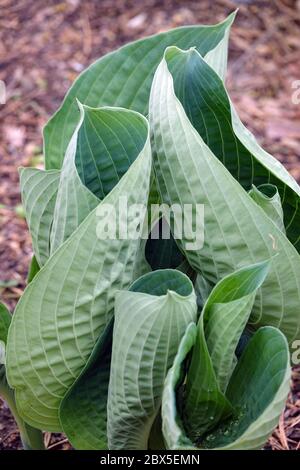 Hosta Abiqua Trinkgourd Stockfoto